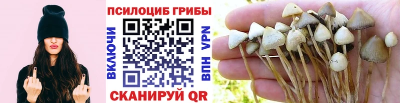 мориарти формула  блэк спрут как войти  Холмск  купить наркоту  Псилоцибиновые грибы Psilocybine cubensis 